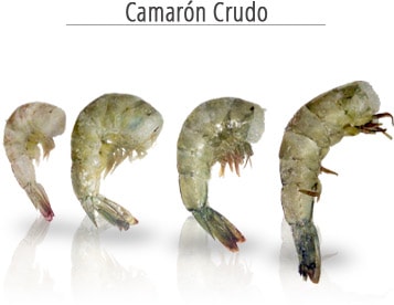 Camarón Crudo Mariscos Campos